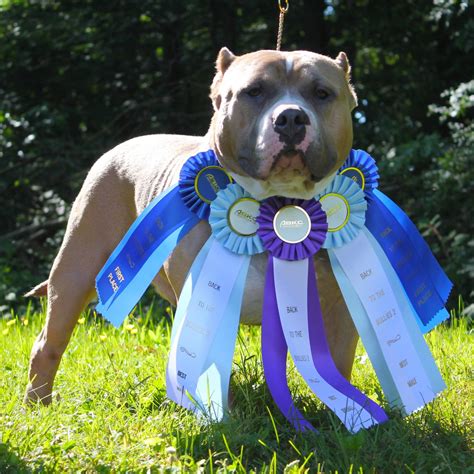 Search through thousands of dogs for sale and puppies for sale adverts near me in the usa and europe at animalssale.com. American Bully Puppies For Sale | Stewartstown, PA #216621