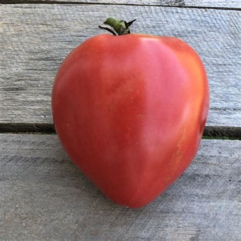 Tomato Oxheart Seeds Sow Good Seeds