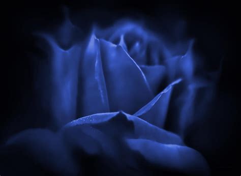 Blue Rose Flower Mystery Photograph By Jennie Marie Schell