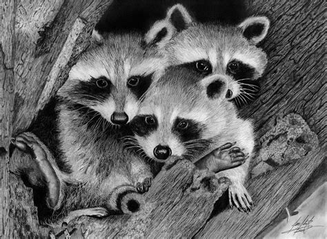 Baby Raccoons Drawing By James Schultz Pixels