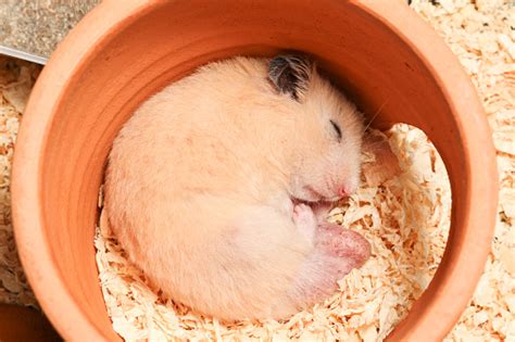 Adorable Male Orange Syrian Hamster Is Sleeping In Clay House Stock