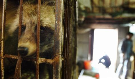 Raccoon Dogs Skinned Alive For The Iconic Aussie Ugg Boot Australian