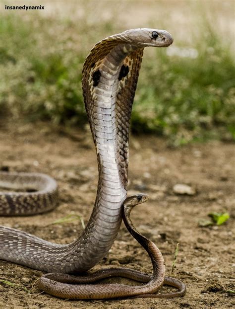 Imagens De Cobras Najas No Entanto Elas Apenas Acompanham Os