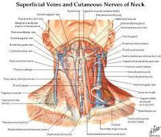 The kidneys are located under the rib cage in the lower back. Human Organs Diagram Back View | Health and Wellbeing | Pinterest