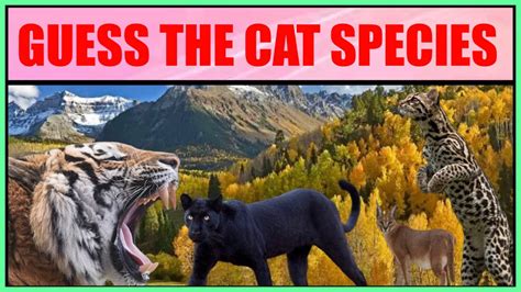 Guess The Cat Species Ultimate Cat Quiz See How Many Of The Wild