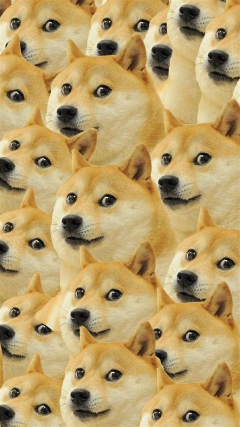 Hd Doge Wallpaper Enwallpaper