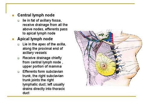 The Upper Limb Muscles That Move The Pectoral