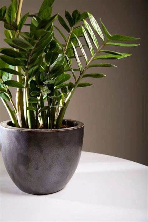 26 Best Plants That Grow Without Sunlight Growing Plants Indoors