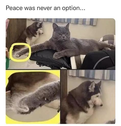 Peace Was Never An Option Cats Know Your Meme
