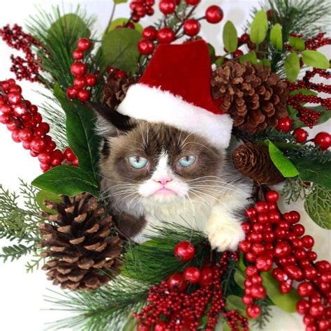 Grumpy Cat Christmas Cats Grumpy Cat Christmas Christmas Cat Memes