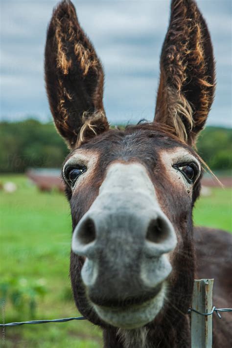 Animal Personalities Friendly Quirky Donkey Face Close Up Del