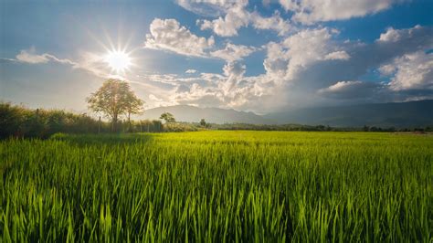 Lovely Green Grass Field Wallpaper Nature And Landscape Wallpaper