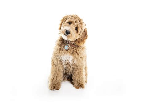 It has a very natural and light scent. 8 Best Foods to Feed an Adult or Puppy Goldendoodle in 2020
