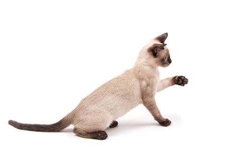 Ultimate Siamese Cat Guide Siamese Cat Insurance Scratch And Patch