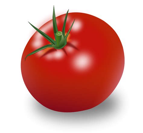 Download Tomato Vector Free Hq Png Image Freepngimg