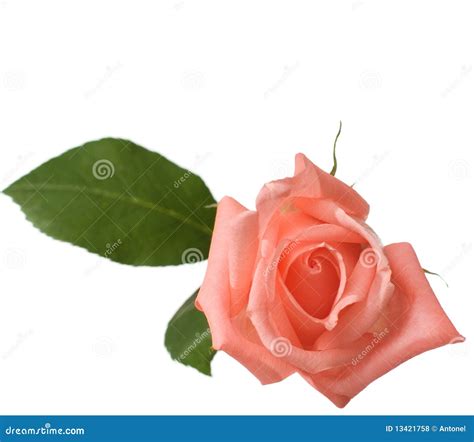 A Tender Rose Stock Photo Image Of Beautiful Isolated 13421758