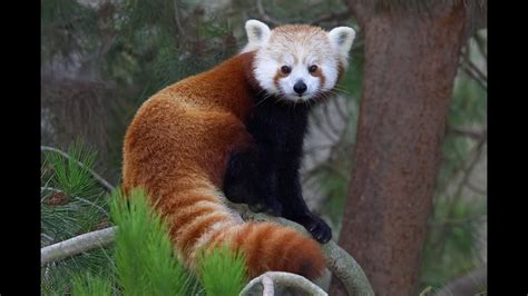 Red Panda Day At The San Diego Zoo Youtube