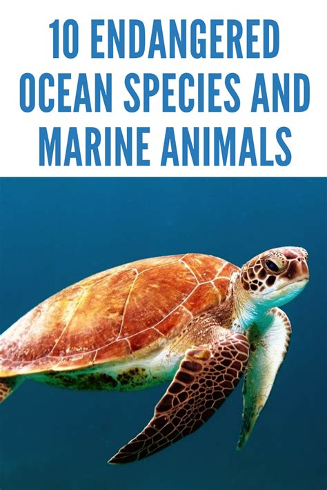10 Endangered Ocean Species And Marine Animals Marine Mariners