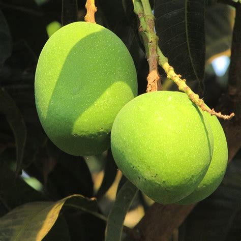 Three Mangoes Fresh Mango Dharwad · Free Photo On Pixabay