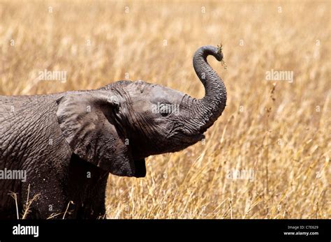 Baby African Elephant Loxodonta Africana Trunk Raised Masai Mara