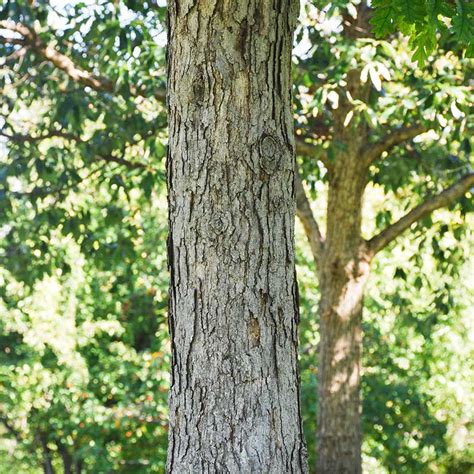 Here you can explore hq white oak tree transparent illustrations, icons and clipart with filter setting like size, type, color etc. White Oak Tree on the Tree Guide at arborday.org