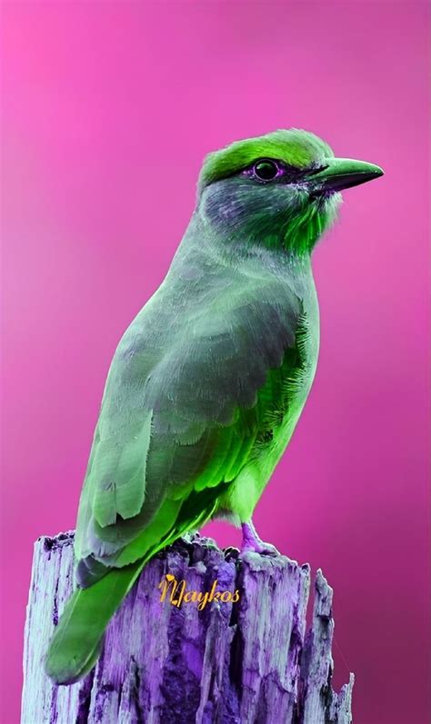 a small green bird sitting on top of a wooden post in front of a pink background