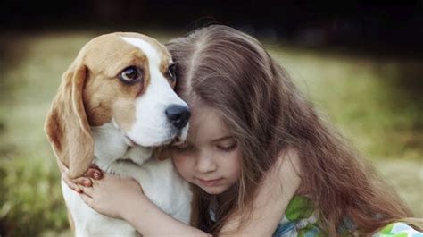 La Empatía En Los Perros Un Poder Sanador