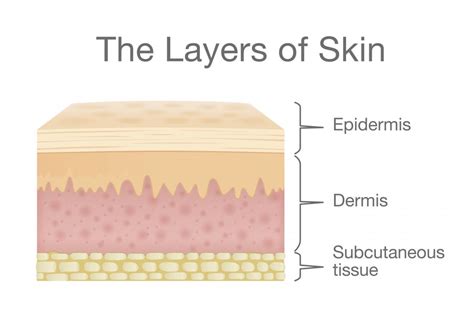 Epidermis Structure Cell And Layers Of A Human Skin