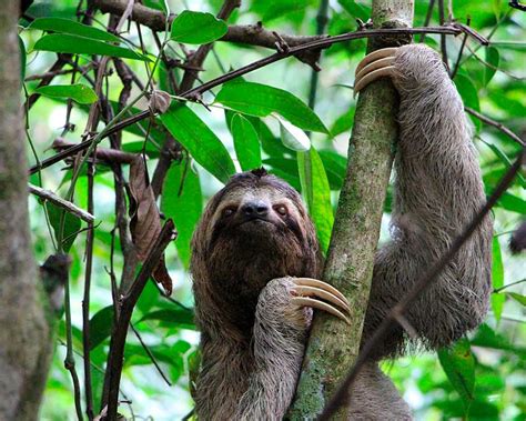 Instead of evolving to eat more, they evolved to do less. Sloths in Costa Rica. Everything you want to know ...