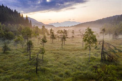 Lone Trees In The Misty Landscape Of Pian Di Gembro Nature Reserve