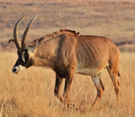 Roan Antelope The Parody Wiki Fandom Powered By Wikia