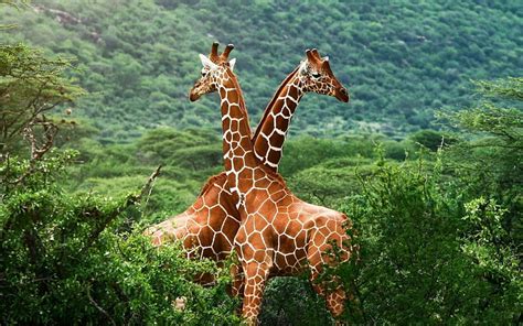 Giraffes Nature Girrafes Plants Animal Hd Wallpaper Peakpx