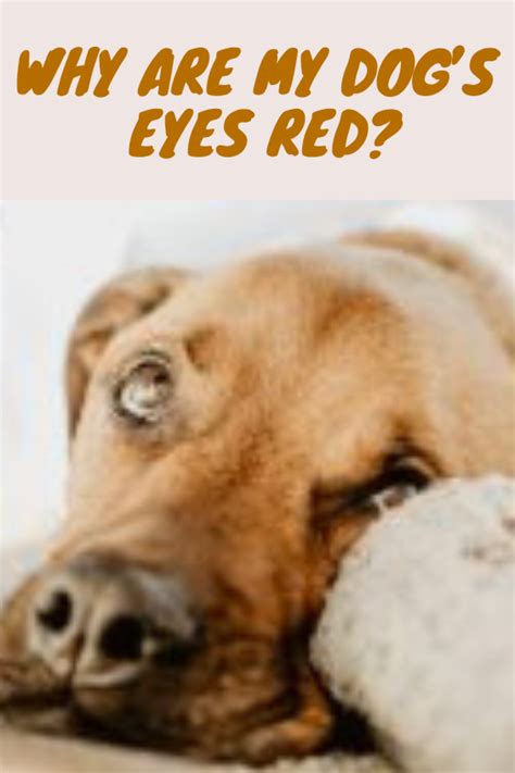 The redness can affect both or one eye depending on what the cause is. Why Are My Dog's Eyes Red? | Dog eyes, Dogs, Puppy eyes