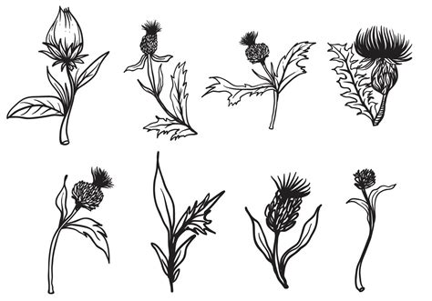 Free Hand Drawn Thistle Vector Choose From Thousands Of Free Vectors