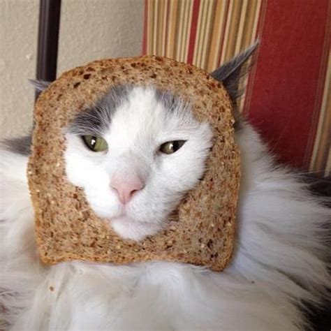 Bread Cat Cat Bread Cats Love Pet