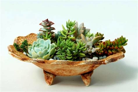 Sturdy Houseplants Popular Easy Care Potted Plants