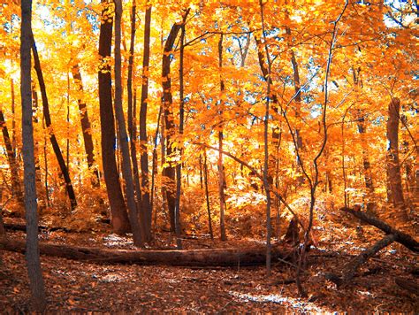 Autumn Woods Free Stock Photo Public Domain Pictures