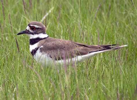 Killdeer Howard Marsh Metropark Ohio Doug Greenberg Flickr