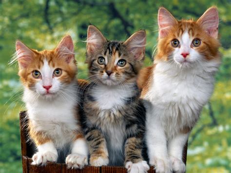 Hd Cat Pictures Baby Cats Hd Animal Wallpapers