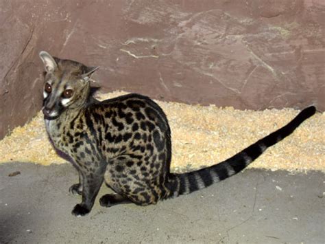 Genetta Pardina Pardine Genet In Limpopo