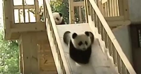 Pandas With Irish Accents Playing On Slide
