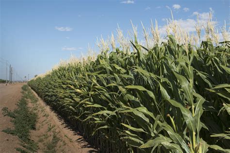 Monsanto Gmo Corn Field Stock Image Image Of Arizona 41701479