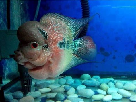Louhan Bonsai Salah Satu Jenis Ikan Hias Bagus Dan Menarik Cara