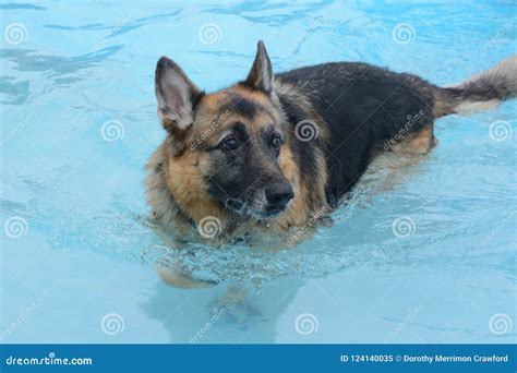 German Shepherd Dog Swimming In Pool Stock Image Image Of Animal