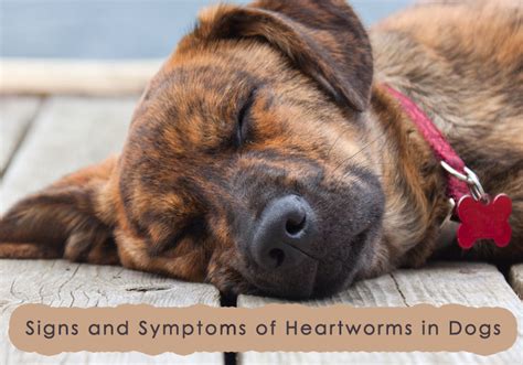 Signs And Symptoms That Your Dog Has Heartworms