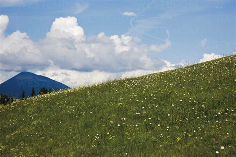Germany Bavaria Meadow And Wild Flowers With Karwendel Mountains In