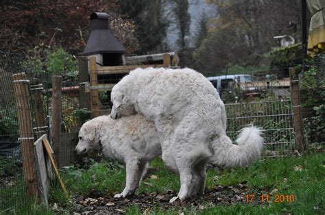Unsere angel wurde zum 1x gedeckt und da haben wir sie auch zusätzlich etwas gehalten, gestreichelt und mit ihr gesprochen. Category Deckakt beim Kuvasz - Kuvasz - Zucht „vom ...