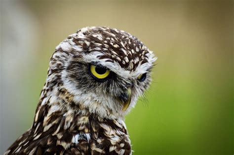 The Burrowing Owl Found Throughout North And South America Hd