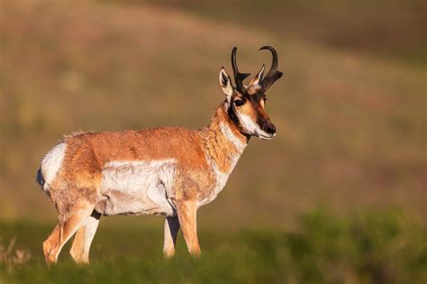 Pronghorn Antelope Standing Proud Fine Art Photo Print Photos By
