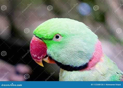 Head Of Green Parrot With Red Beak Stock Photo Image Of Colored